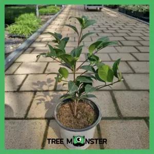 동백나무 블랙로즈 5치 포트