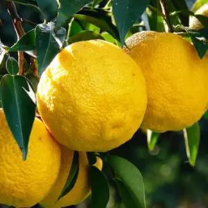 유실수 묘목/유자나무 유자/접목 2년 포트묘 KJ146