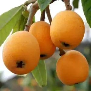 비파나무 대방 묘목 과실수 대과비파 결실좋은 상록과수  6치포트  NS261