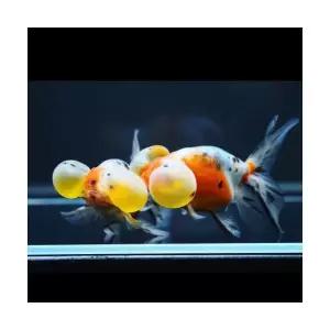 [에이투비]랜덤 캔디 칼리코 버블아이 수포안/ 9cm 전후 / 1마리