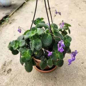 삭소롬 봄꽃종류 봄꽃화분 삭소롬꽃 야생화 삭소름