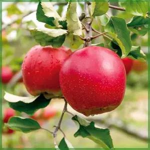 사과나무 묘목 부사 시나노골드 3년생