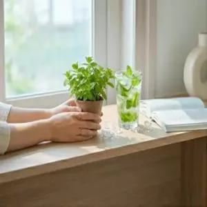 애플민트 허브모종 10개 SET  식용허브 허브티 모히토 노지월동 카페 봄 캠핑