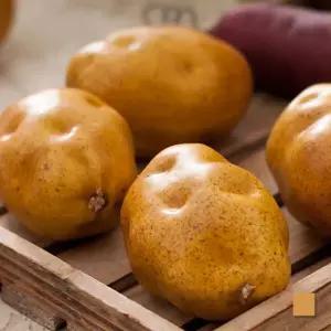 아트박스/플라워트리 감자 모형 채소 (2PCS) 과일 빵 모조 인조 가짜 장식