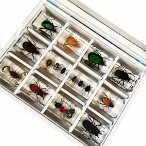 과학 곤충표본 전시관 12종 수집박스 생물 박제키트 교육용 표본세트