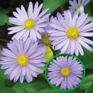 품종 종자 정원 야생화 씨앗 씨 벌개미취 꾸미기 꽃 5000립 [m9FECAB]