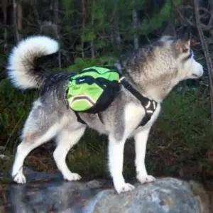 강아지캐리어 강아지 산책 백팩 가방 간식통 짐가방 외출 배낭 M