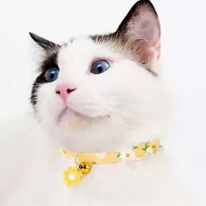 [하프클럽/셀러허브(펫)]반려묘 반려견 패션 꽃목줄 인식표 펫 방울목걸이