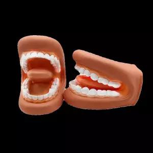 치과 치아 모형 스케일링 교육 구강 모델 연습용