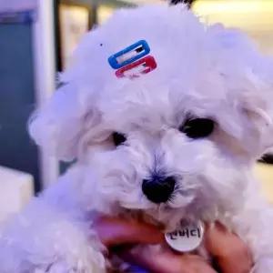 강아지 머리핀 사각 똑딱핀 5P