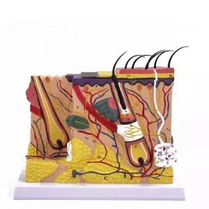 피부층 모형 피부과 조직 강의 교육 해부도 인체 진피