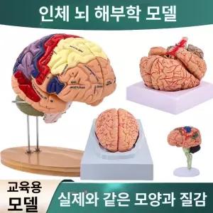 교육용 뇌모형 분리 전두엽 대뇌 교육 해골 해부 뇌간 중추 교구 실습 과학 머리뼈