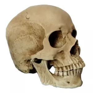해골 모형 두개골 인간 예술 미술 정물화 뼈 분리형 해부학 머리뼈 인체 교육용 스컬