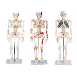 인체 뼈모형 전신 골격모델 180cm 이동식 해부학 교육용 해골 스탠드 교구