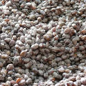 유모례 청국장 1kg 맛있는 건강 저염생청국장