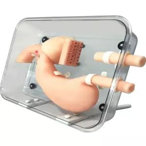 위내시경 실습모형 교육용 훈련 인체 단일 마네킹 모델