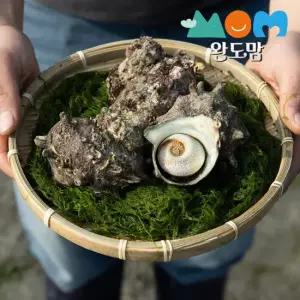 완도맘 뿔소라 1kg(5-11미) 자연산