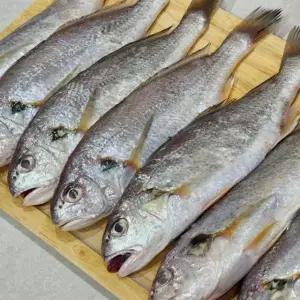 제주 백조기 생조기 2kg