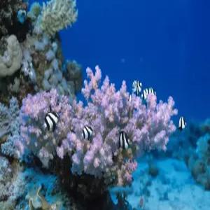 [0419홈쇼핑상품] E-비자+올인도네시아 도착카드 대행 포함! 베스트웨스턴 6일 풀패키지