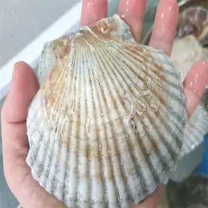 유쎌몰 북해도 대왕 참가리비 1KG X 4개 가리비구이 캠핑구이