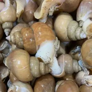 유쎌스토어 동해안 활 백골뱅이 1KG 중 (25-35미) X4개 냉동골뱅이 수산가공식품