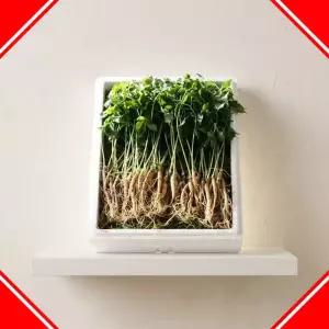 청삼애 3년근 새싹삼 명품 수삼 새싹인삼 가정용 인삼 50뿌리 대왕