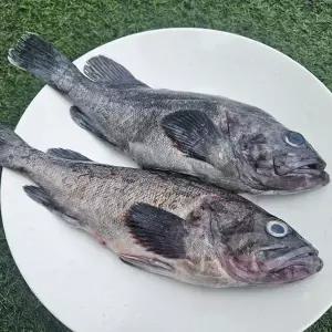 자연산 특대 우럭 2미