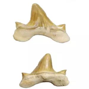 메갈로돈이빨 상어이빨 화석 중형 치아 송곳니 뱀장어 고생물 천연 암모나이트