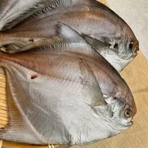 국내산 반건조 병어 병치 자연산 제수용 제사 손질 말린 구이 170g, 3개