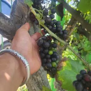 머루 포도나무 개량왕머루 화분 결실주 묘목 정원과일나무 노지월동 유실수 (목하원예조경)