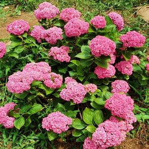 수국묘목 수국꽃나무