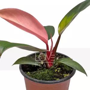 핑크콩고 필로덴드론 콩고 깨끗한 백색 무늬 실내 공기정화 인테리어 화분