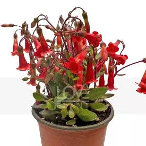 엔젤카랑코에 소품 칼랑코에 봄 꽃 모종 화분 다육이 공기정화 식물 키우기