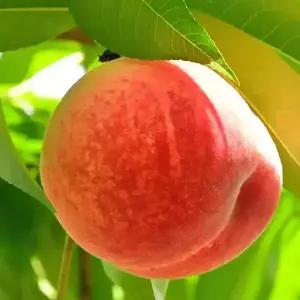 [할인상품] 황야 황도 복숭아나무 묘목 - 1년생/접목묘