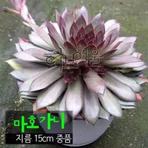 중품 마호가니 15cm 바위솔 다육화분 노지월동 지름