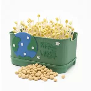 사각시루 콩나물 키우키 세트 국산콩 40g 콩나물 기르기 재배