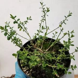 골담초 애기골담초 노란꽃나무 봄꽃 울타리식물 관상수 정원수 B02