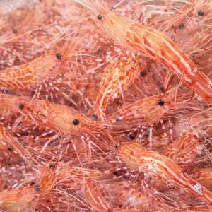 활 독도새우 500g 20~30미 도화 꽃새우 구성