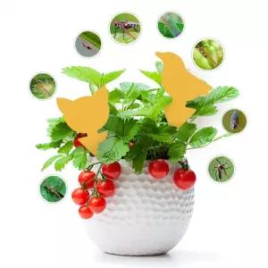 나비 원예 화분 화초 초파리 날파리 벌레 파리 퇴치 제거 끈끈이 양면 트랩 10개입 M10894 J7