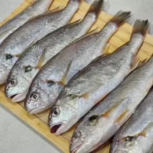 제주도 생물 백조기 조기 구이 조림 2kg