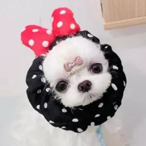 [반려] 좋은 긴털 반려동물 머리밴드 강아지 헤어밴드 머리띠 모자