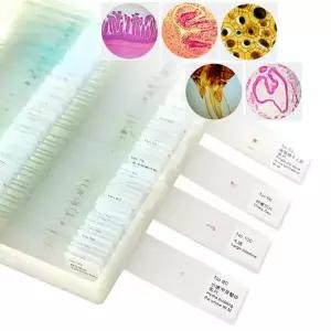 50PC 조각 현미경 슬라이드 표본 동물 식물 박테리아 조직 조류 실험실 생물학적 샘플 섹션 학생 관찰