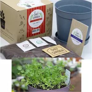 베란다 텃밭 샹차이 고수 화분세트 씨앗 비료 식물키우기 화분키우기 추천