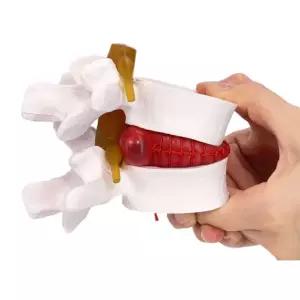 척추뼈 골격 모델 구조 인체 뼈 교구 교육 모형 교육용 인체모형 해부학 해골 실습 척추