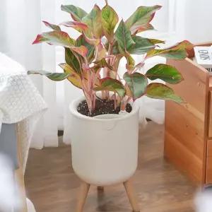 꽃모종 꽃식물 선물용 실내식물 그린테리어 플렌테리어 자동급수 저면관수 홈가드닝 스마트 화분