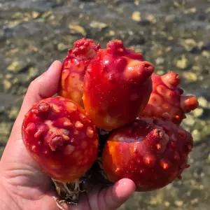 당일조업 국산 통영 제철 활멍게 특품 1kg 가성비 3kg 깐멍게 500g