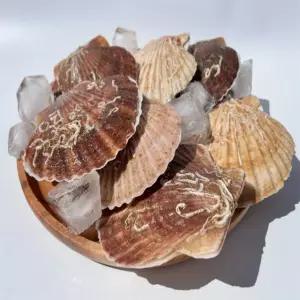 ALOHA-STORE 활 가리비 1KG X 2개 조개구이