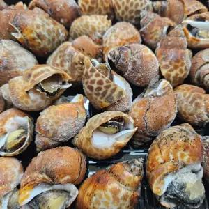 ALOHA-STORE 자숙 범고동 500G X 4 뿔소라