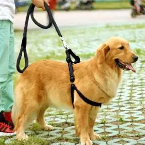 은플 GTS44394 로프 대형견리드줄 대형견 대형견가슴