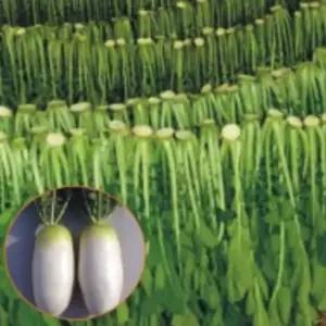 야채 토종 시래기 무 무우 채소 품종 종자 씨앗 20g